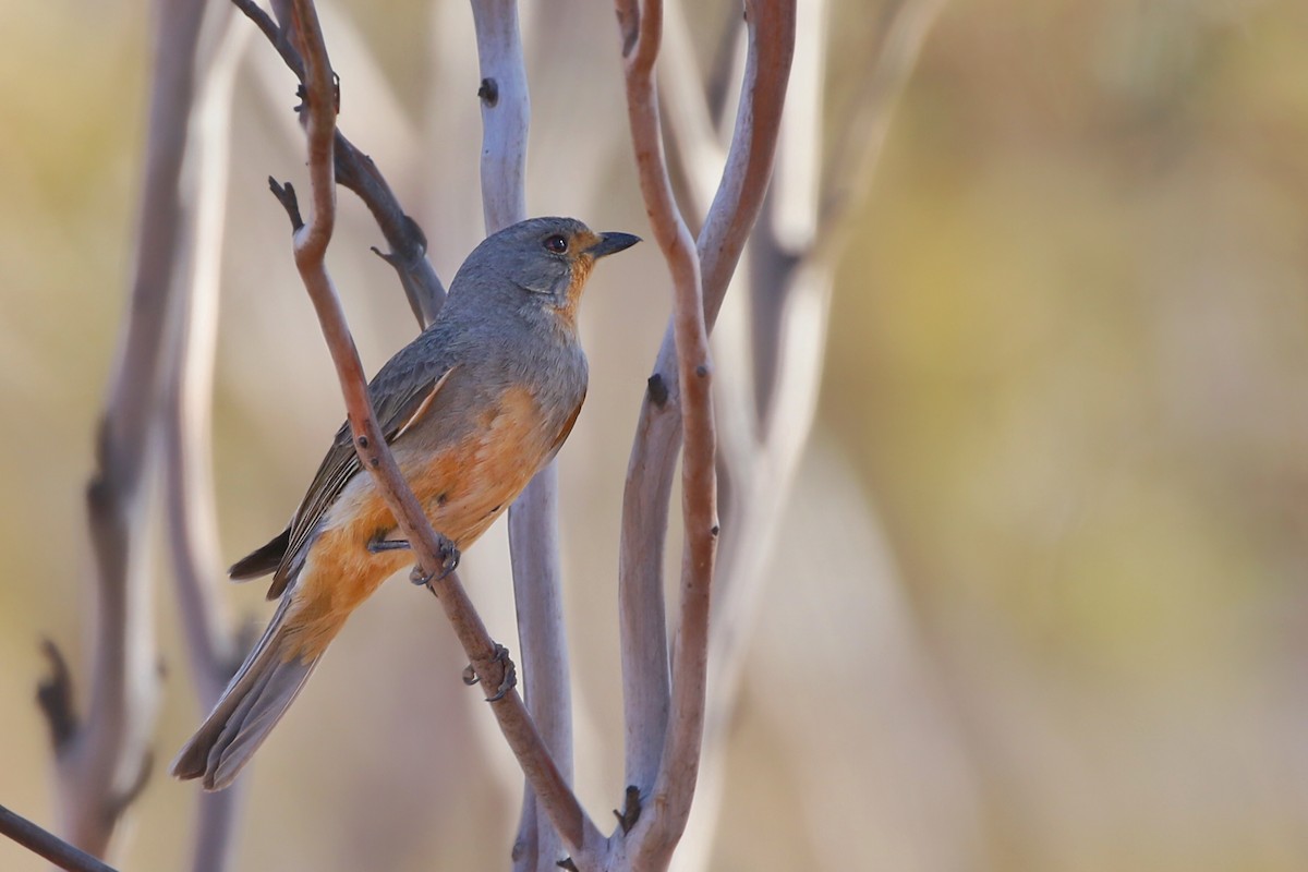 Red-lored Whistler - ML636055174