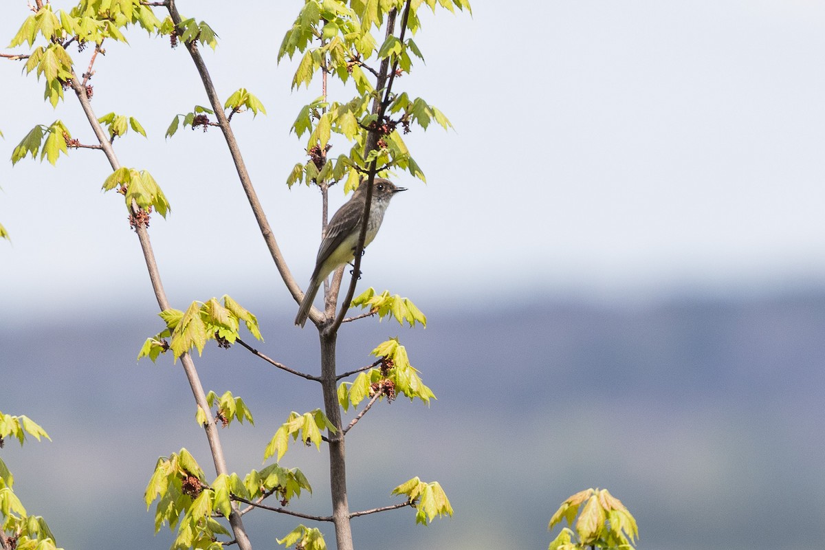 Alder Flycatcher - ML636055182