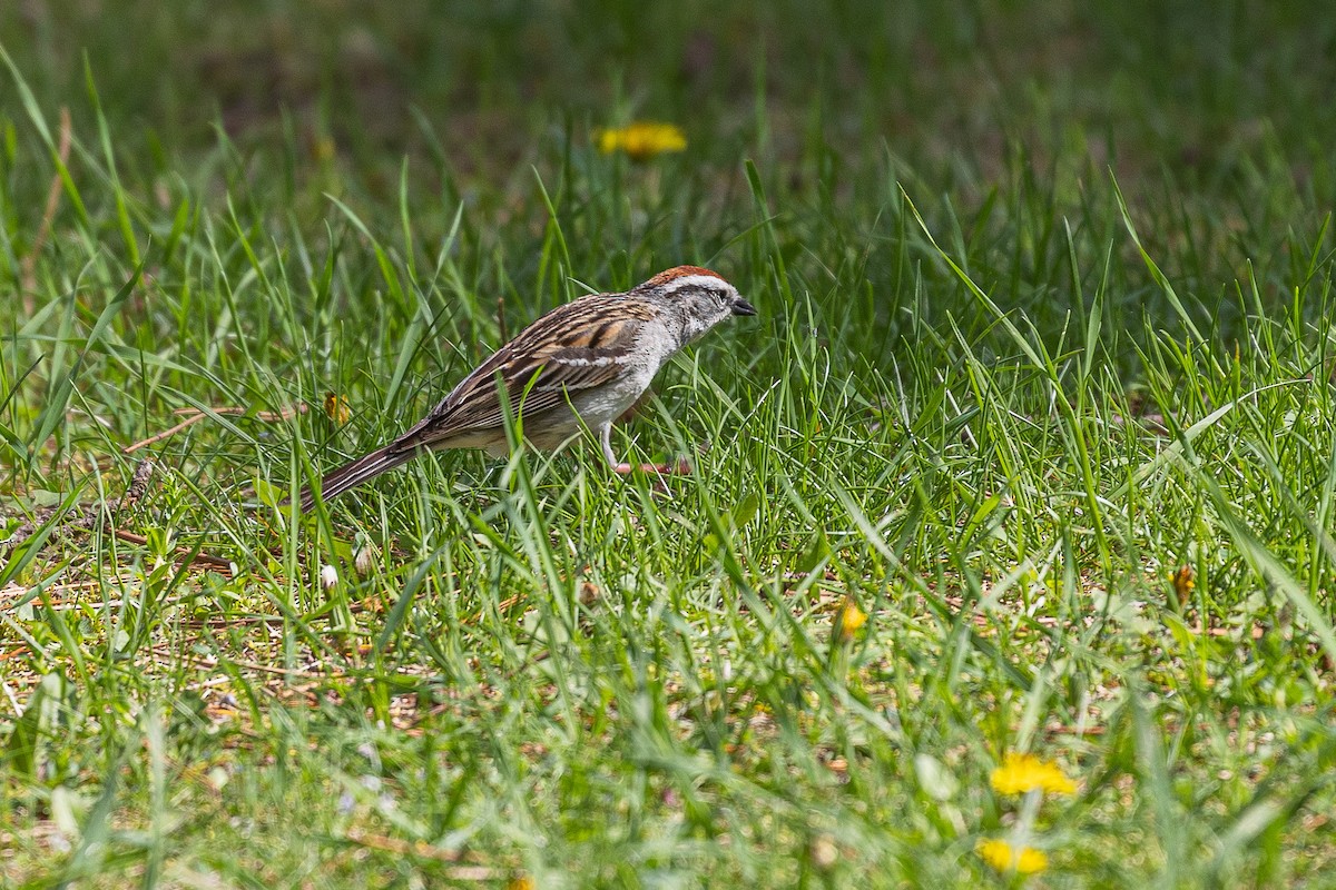 Chipping Sparrow - ML636055234