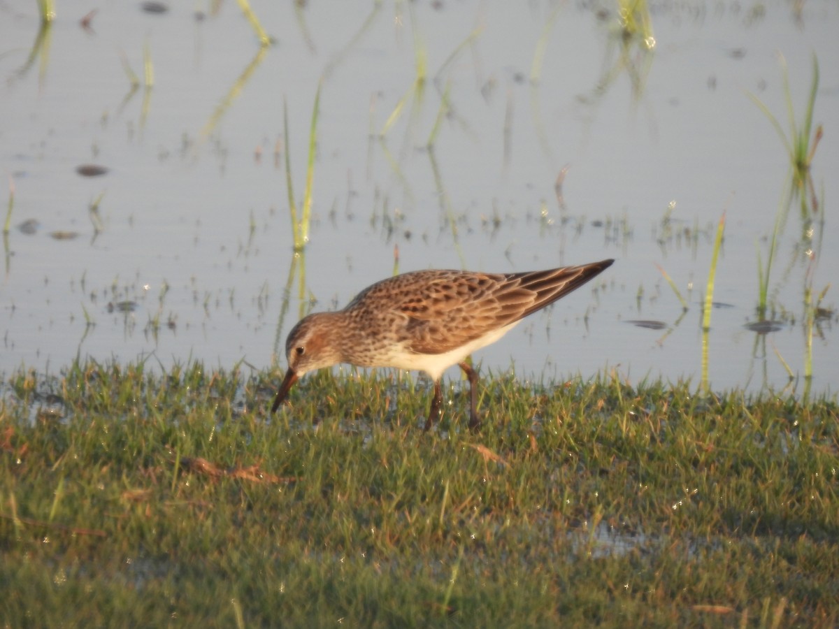 White-rumped Sandpiper - ML636055239