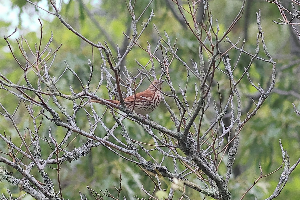 brunspottefugl - ML636055281