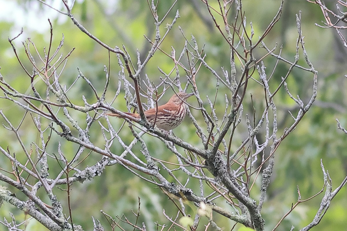 brunspottefugl - ML636055282