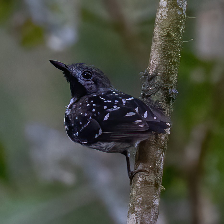 Dot-backed Antbird - ML636055292