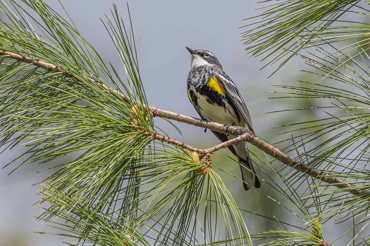 Yellow-rumped Warbler (Myrtle) - ML636055321