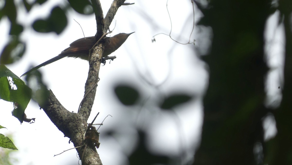 Gray-capped Cuckoo - ML636055385