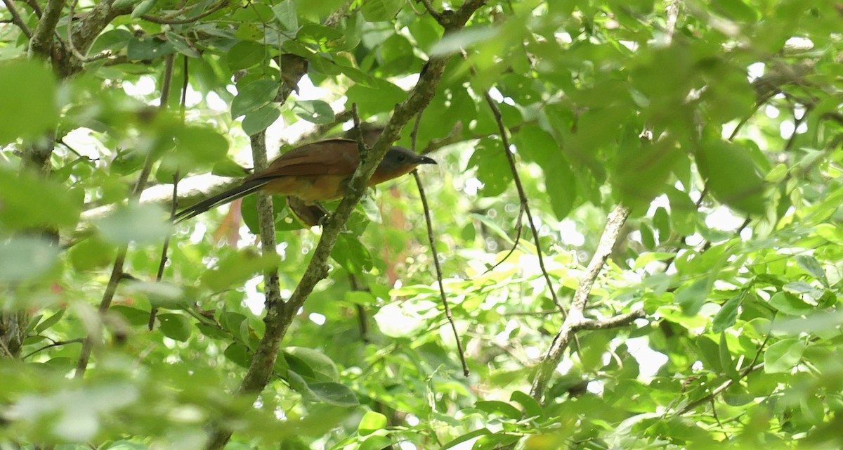 Gray-capped Cuckoo - ML636055386