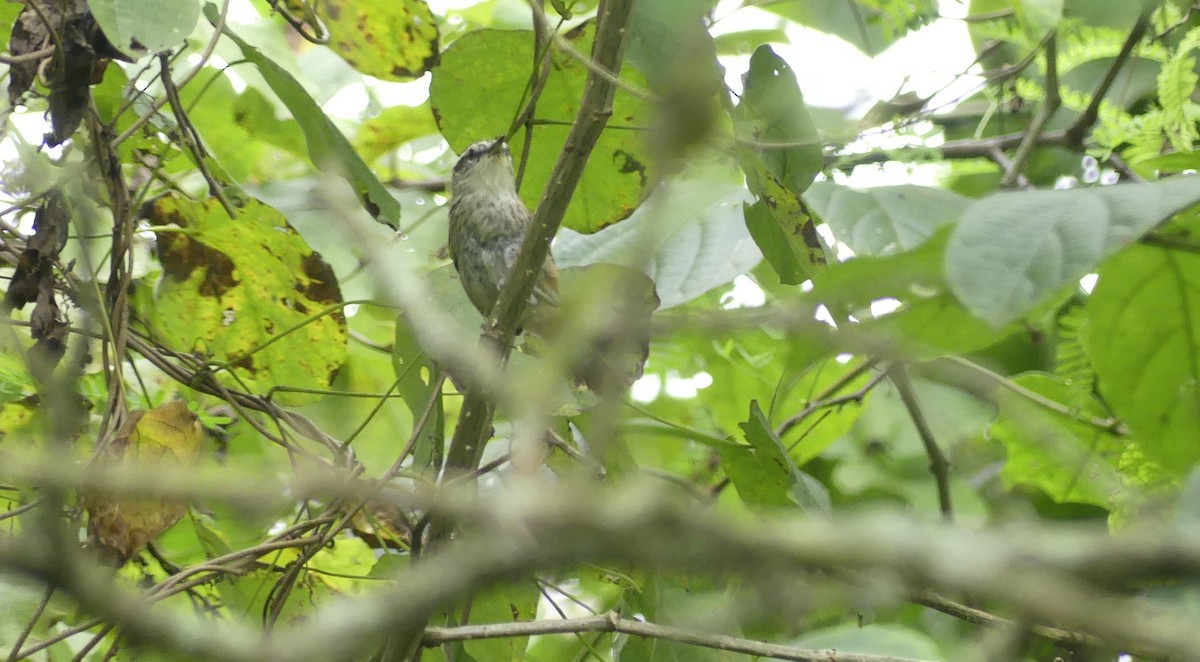 Necklaced Spinetail - ML636055463