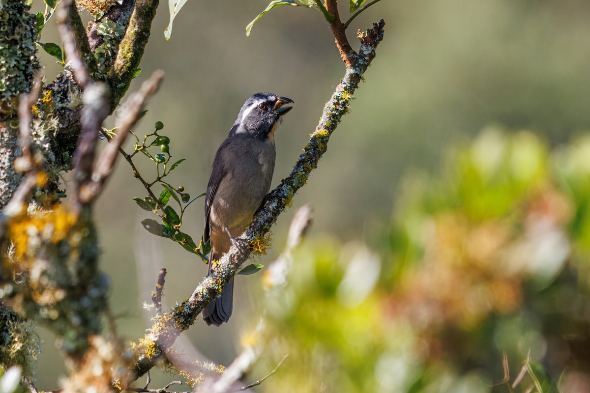 Thick-billed Saltator - ML636055471