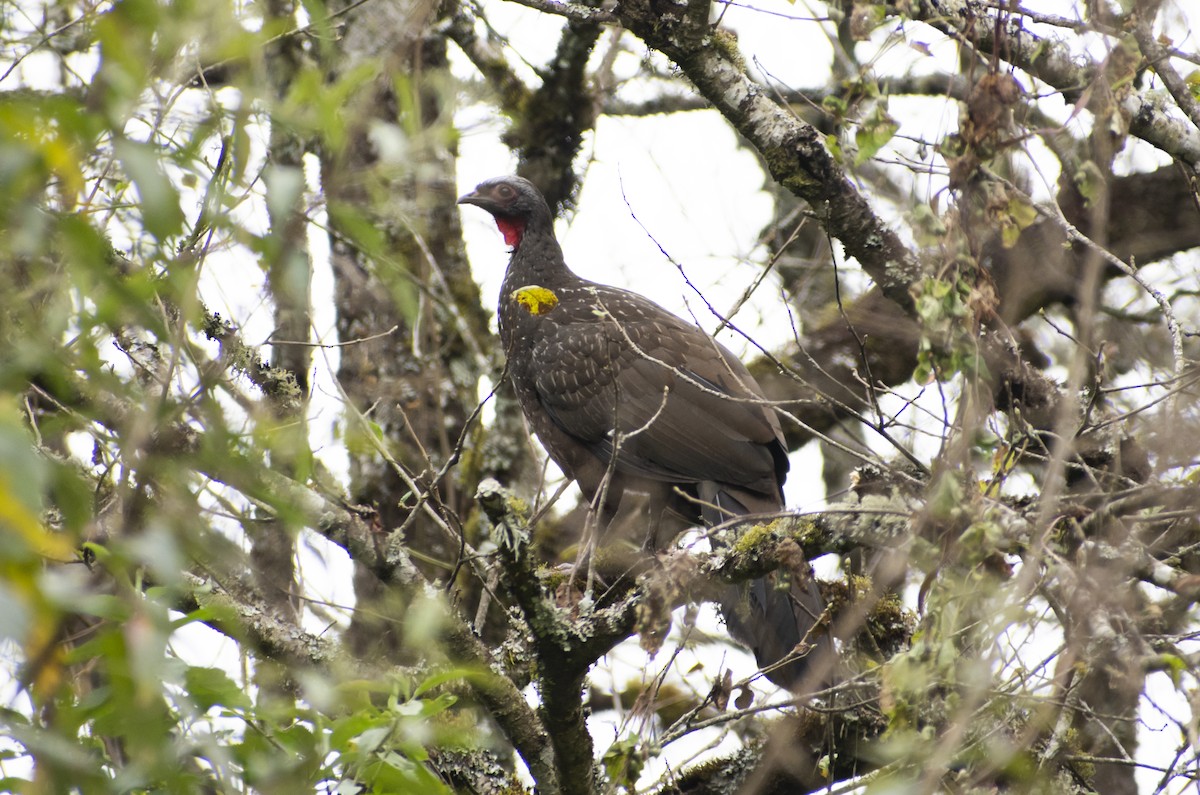 guan červenolící - ML636055480
