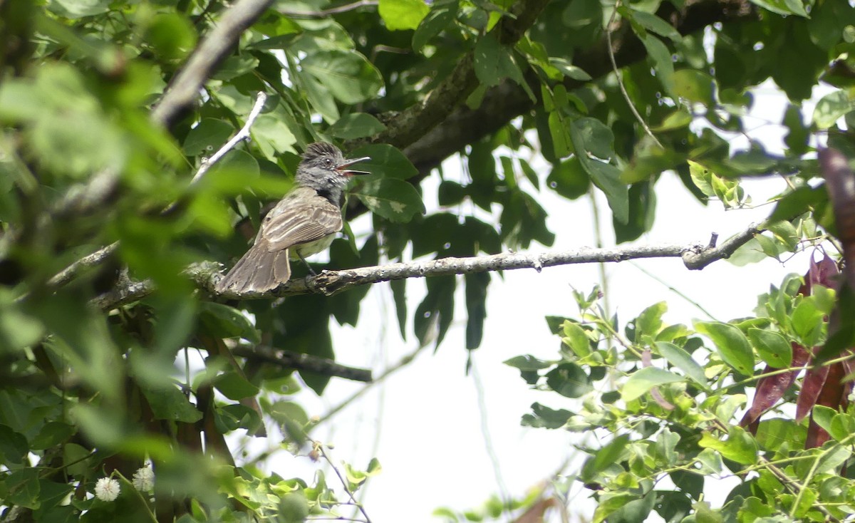 Sooty-crowned Flycatcher - ML636055484