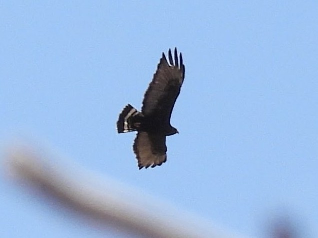 Zone-tailed Hawk - ML636055547