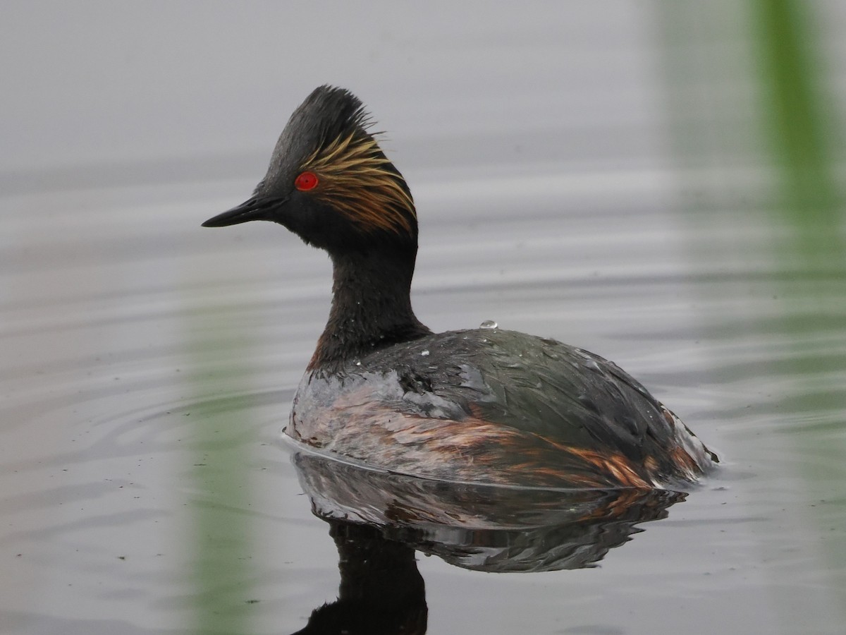 Eared Grebe - ML636055550