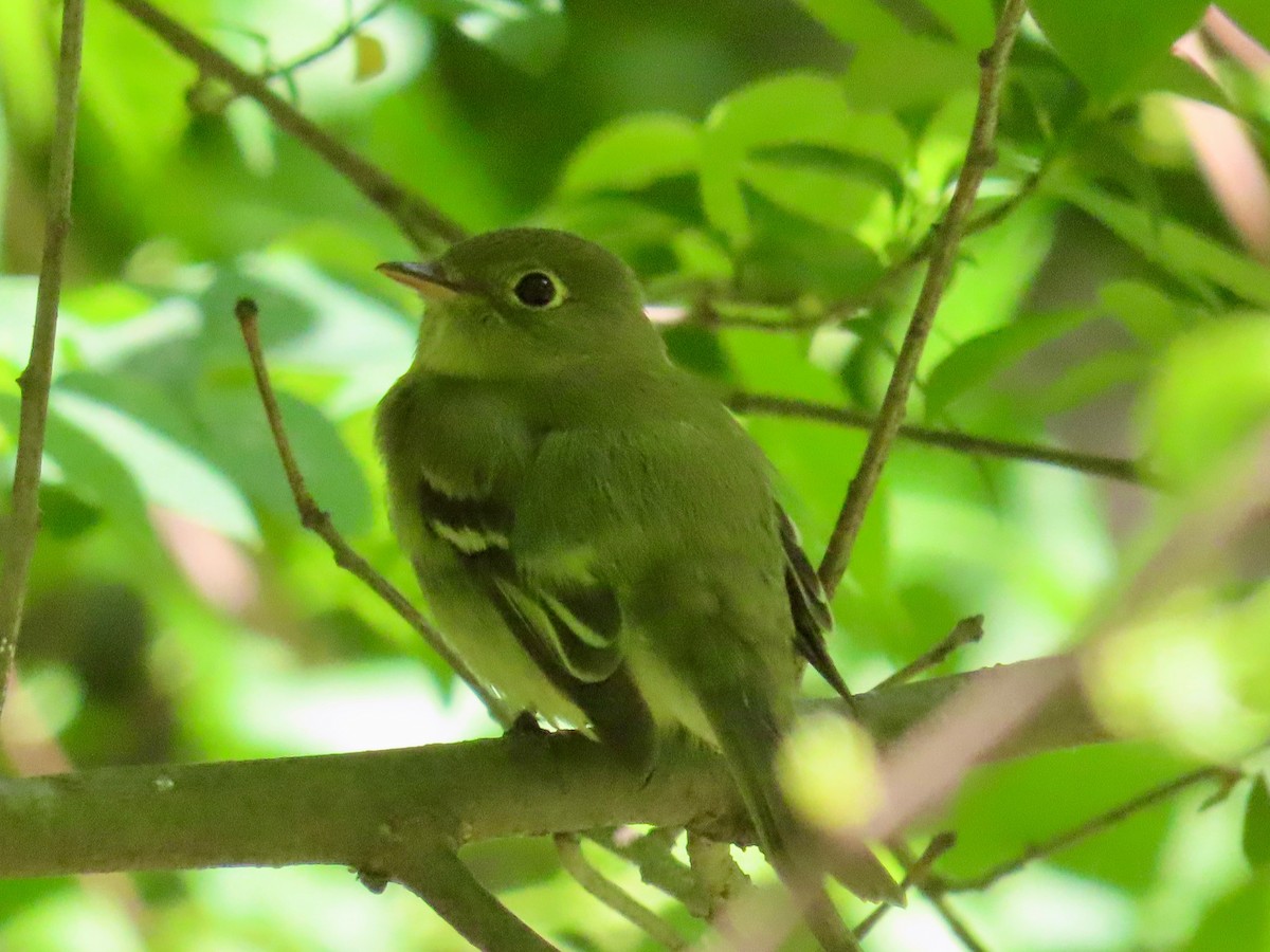 キバラメジロハエトリ - ML636055551