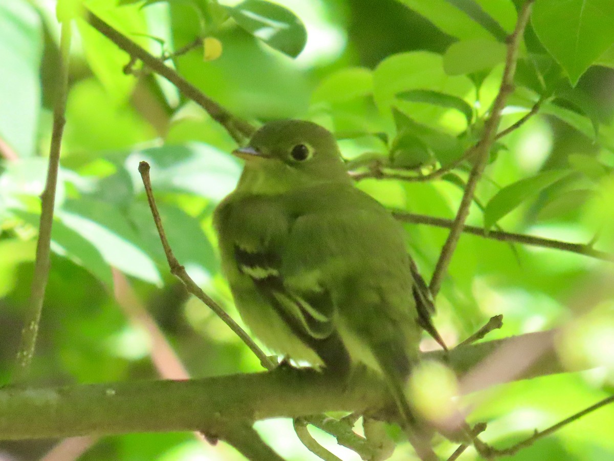 キバラメジロハエトリ - ML636055552