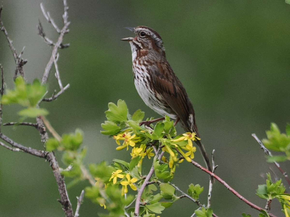 Song Sparrow - ML636055564