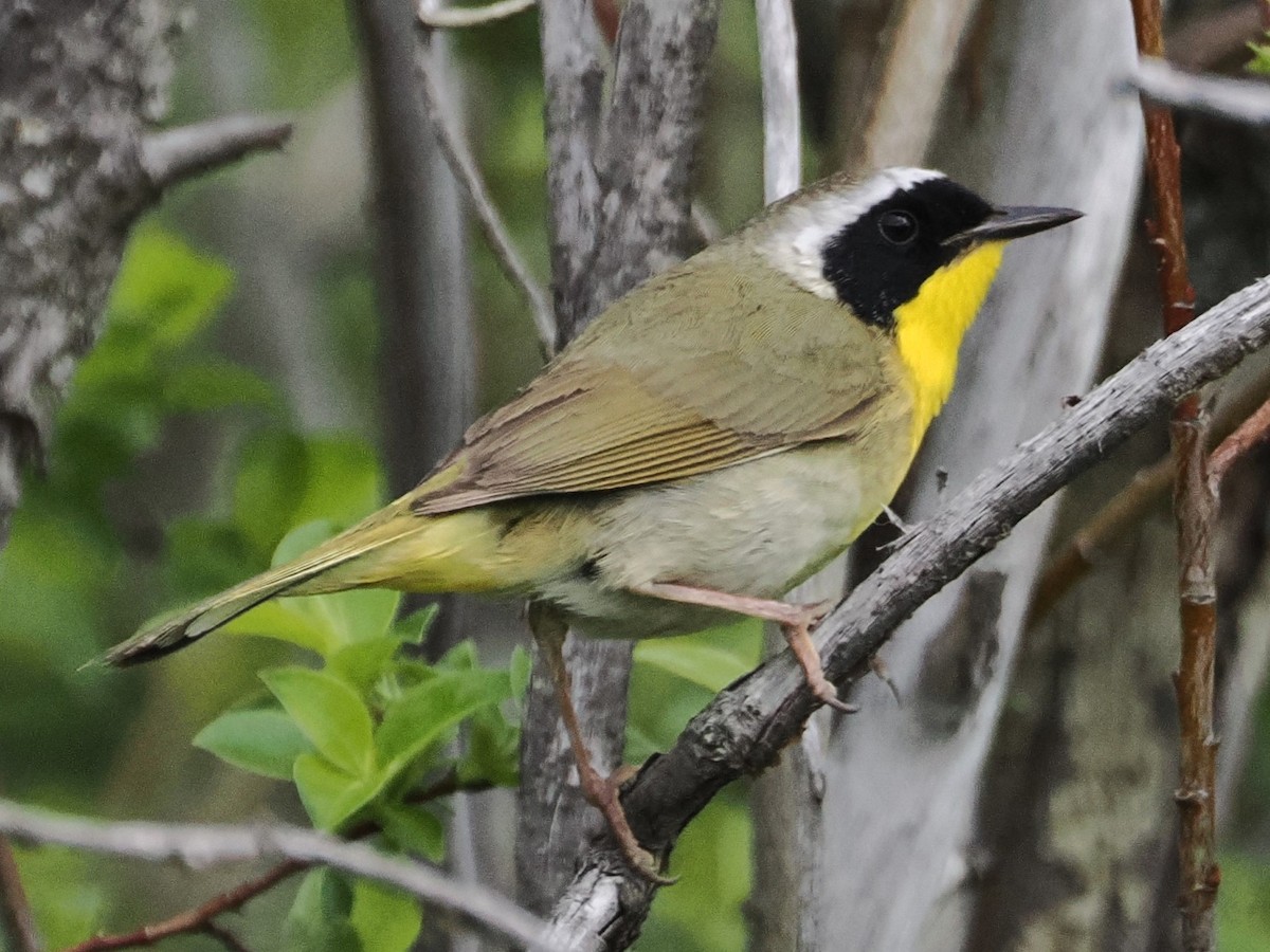 Common Yellowthroat - ML636055570