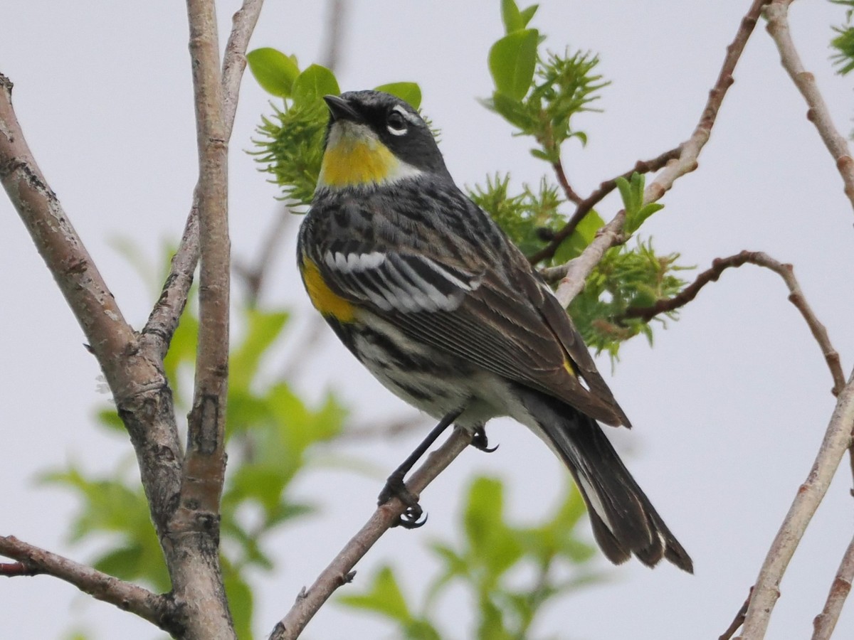 Yellow-rumped Warbler - ML636055579