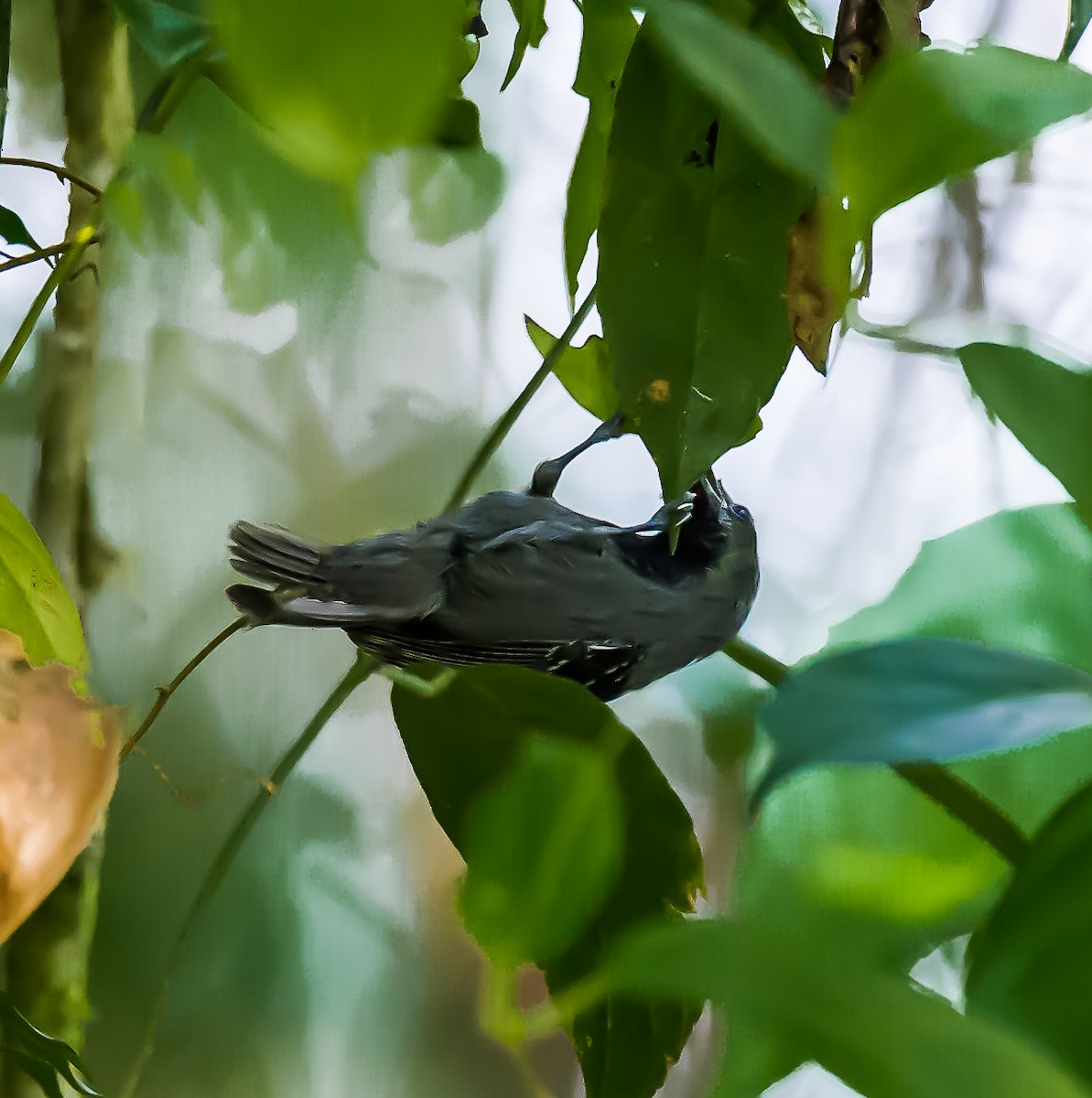 Slaty Antwren - ML636055601
