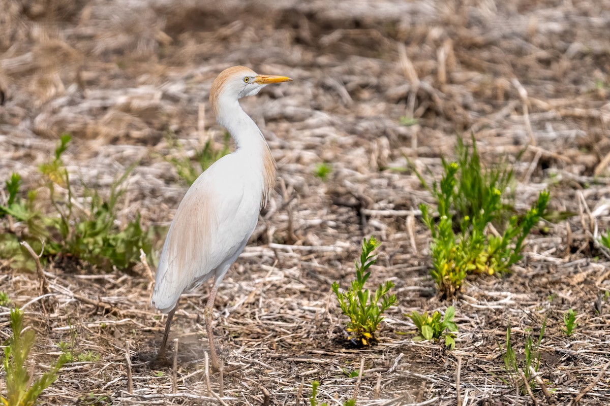 ニシアマサギ - ML636055618