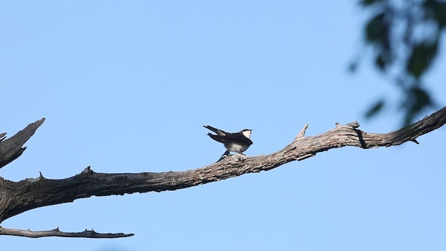 Tree Swallow - ML636055763