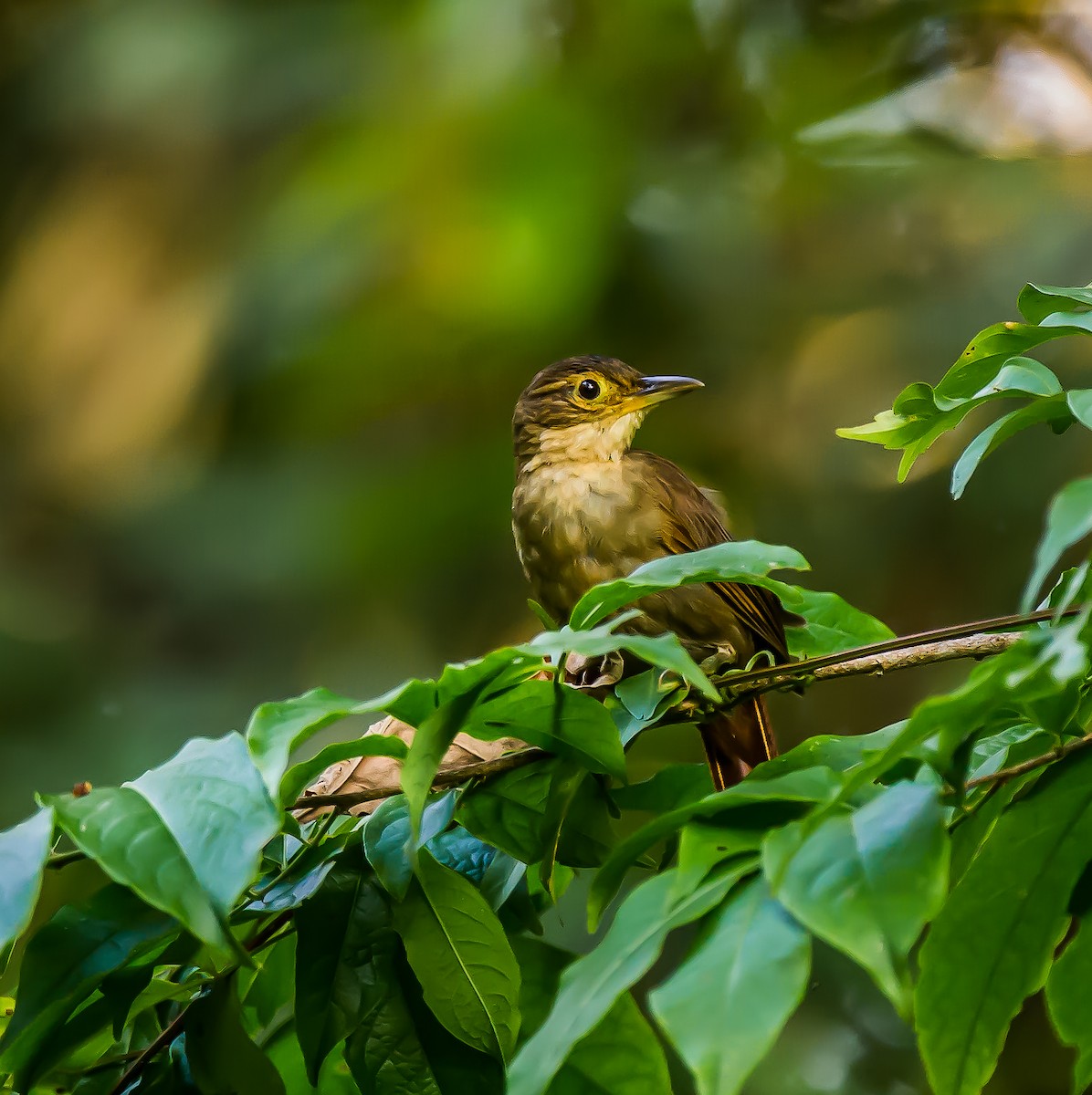 Chiriqui Foliage-gleaner - ML636055772