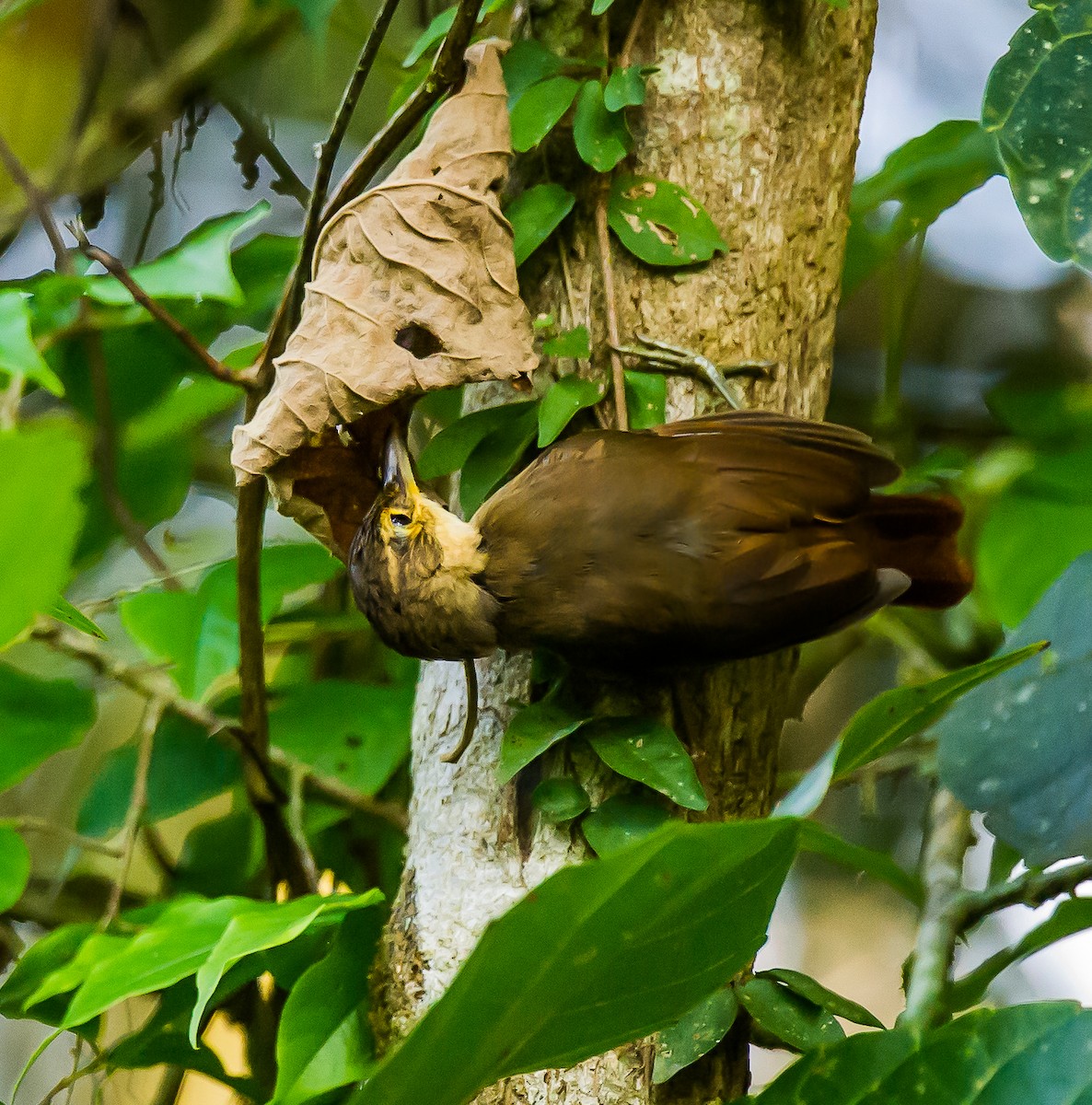 Chiriqui Foliage-gleaner - ML636055773