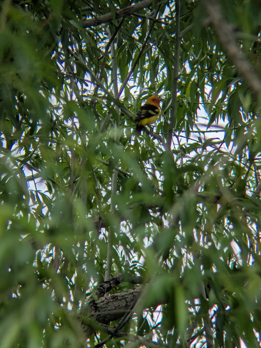 Western Tanager - ML636055881
