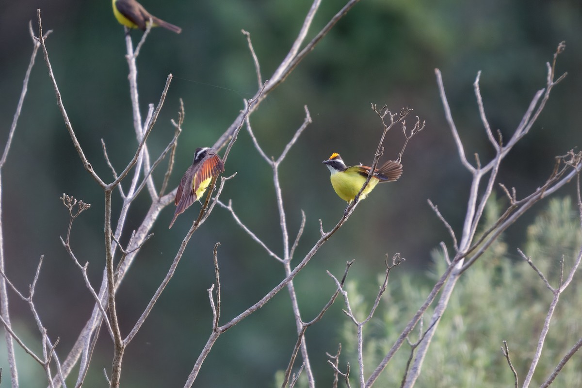 Rusty-margined Flycatcher - ML636055884