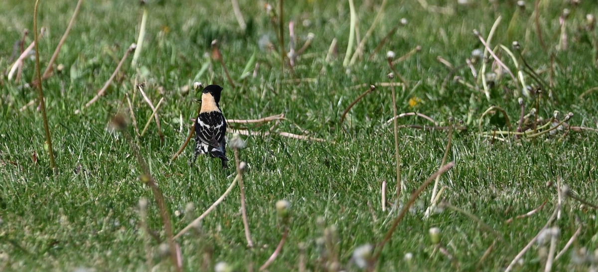 Bobolink - ML636055959