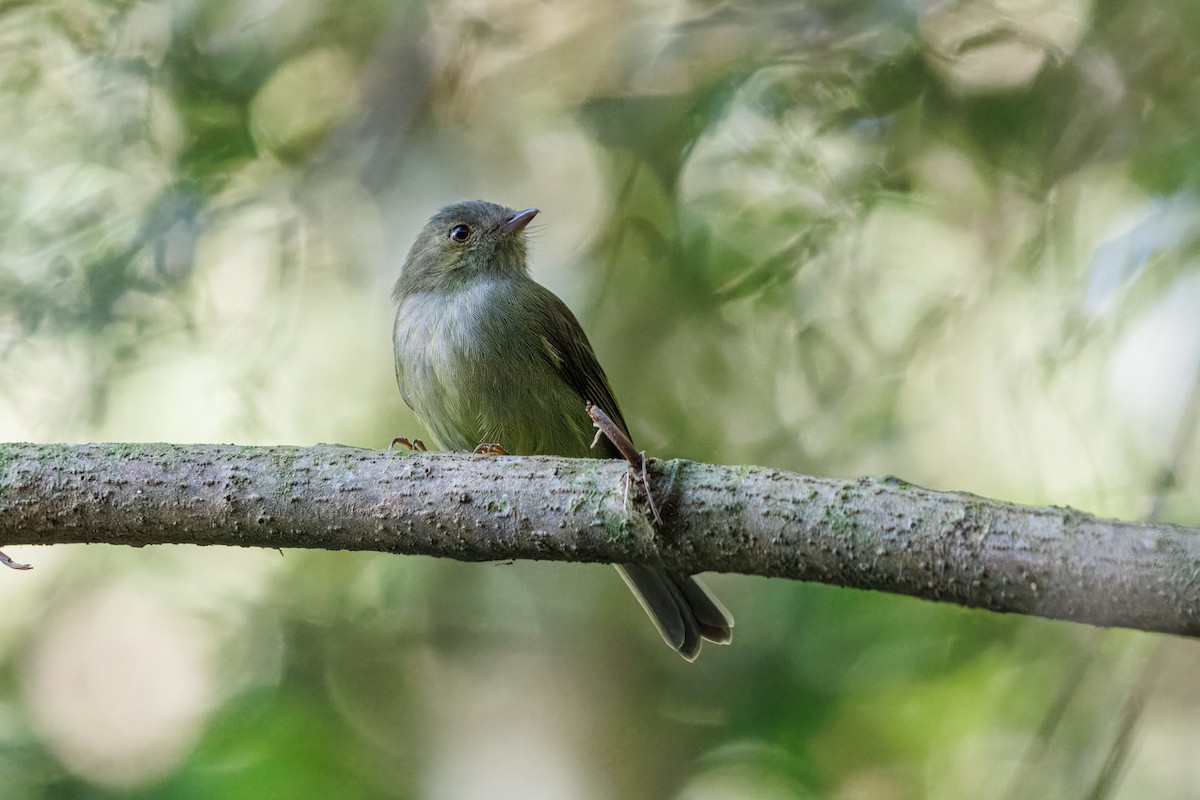 Serra do Mar Tyrant-Manakin - ML636055972