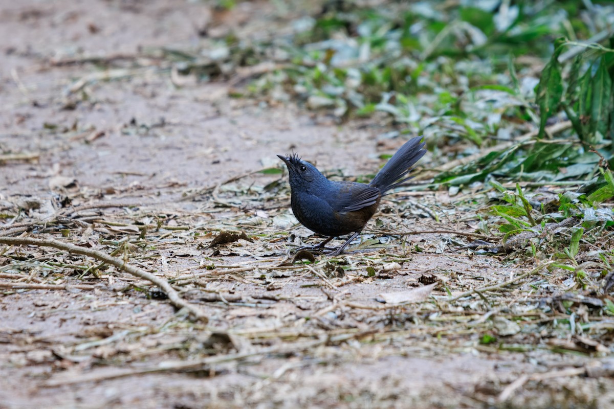 Slaty Bristlefront - ML636055991