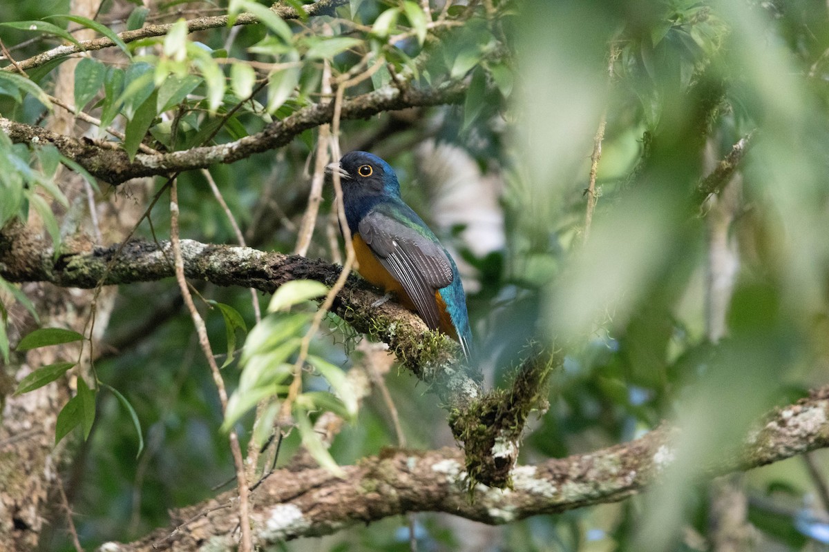 Surucua Trogon - ML636056011