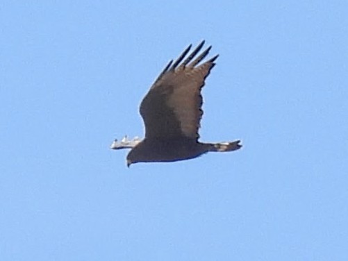 Zone-tailed Hawk - ML636056022