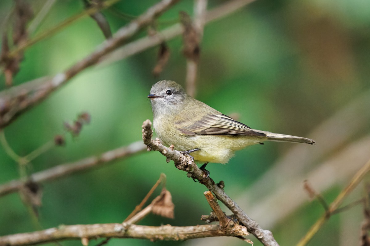 Planalto Tyrannulet - ML636056037