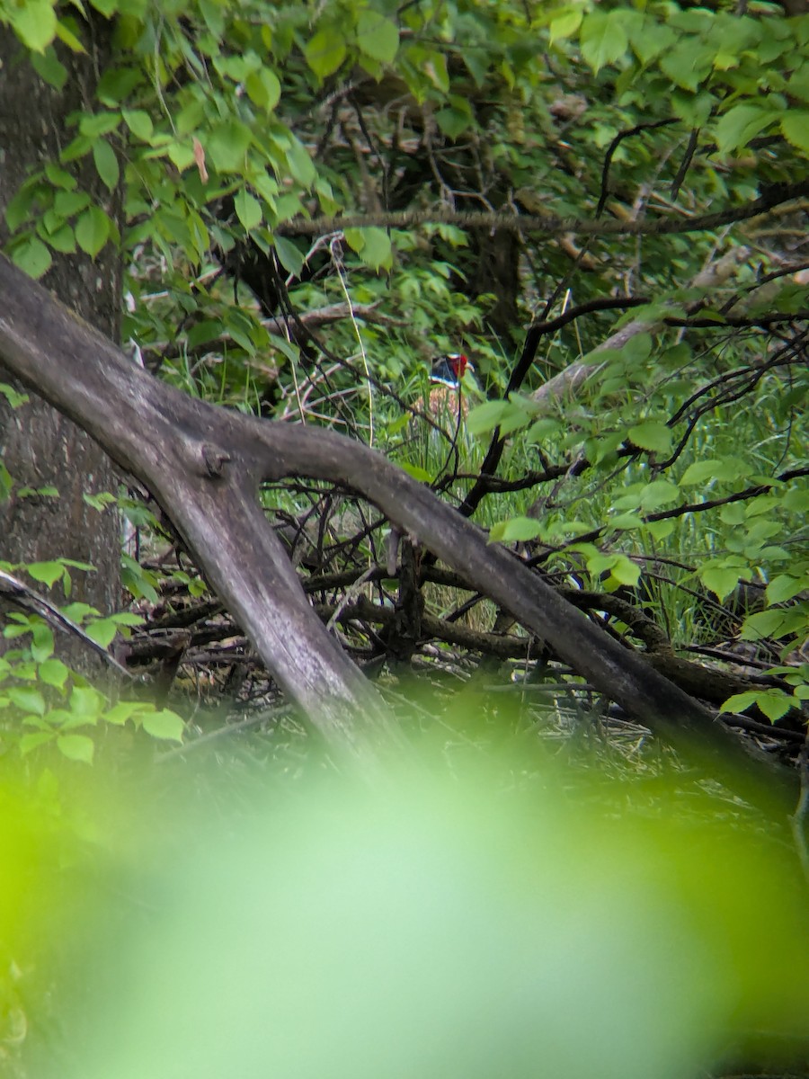 Зэрлэг гургуул - ML636056092