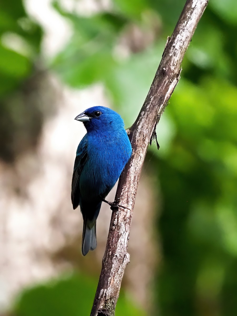 Indigo Bunting - ML636056168