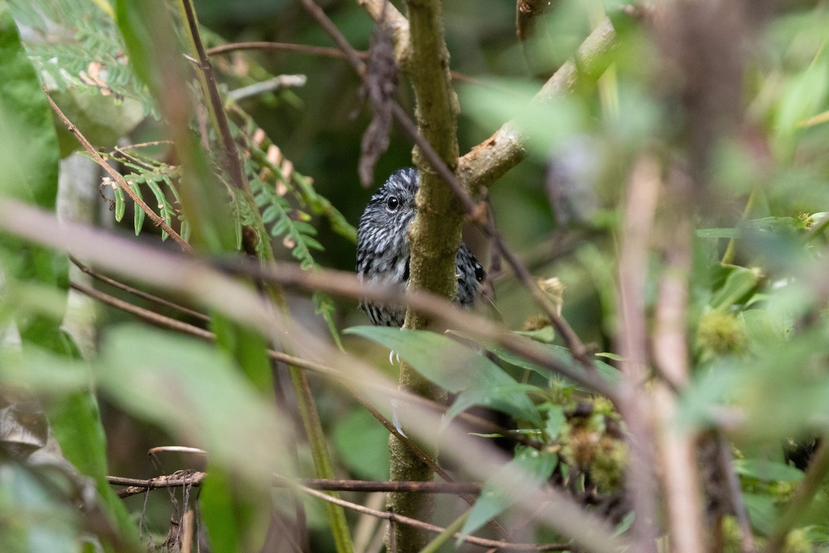 Dusky-tailed Antbird - ML636056199
