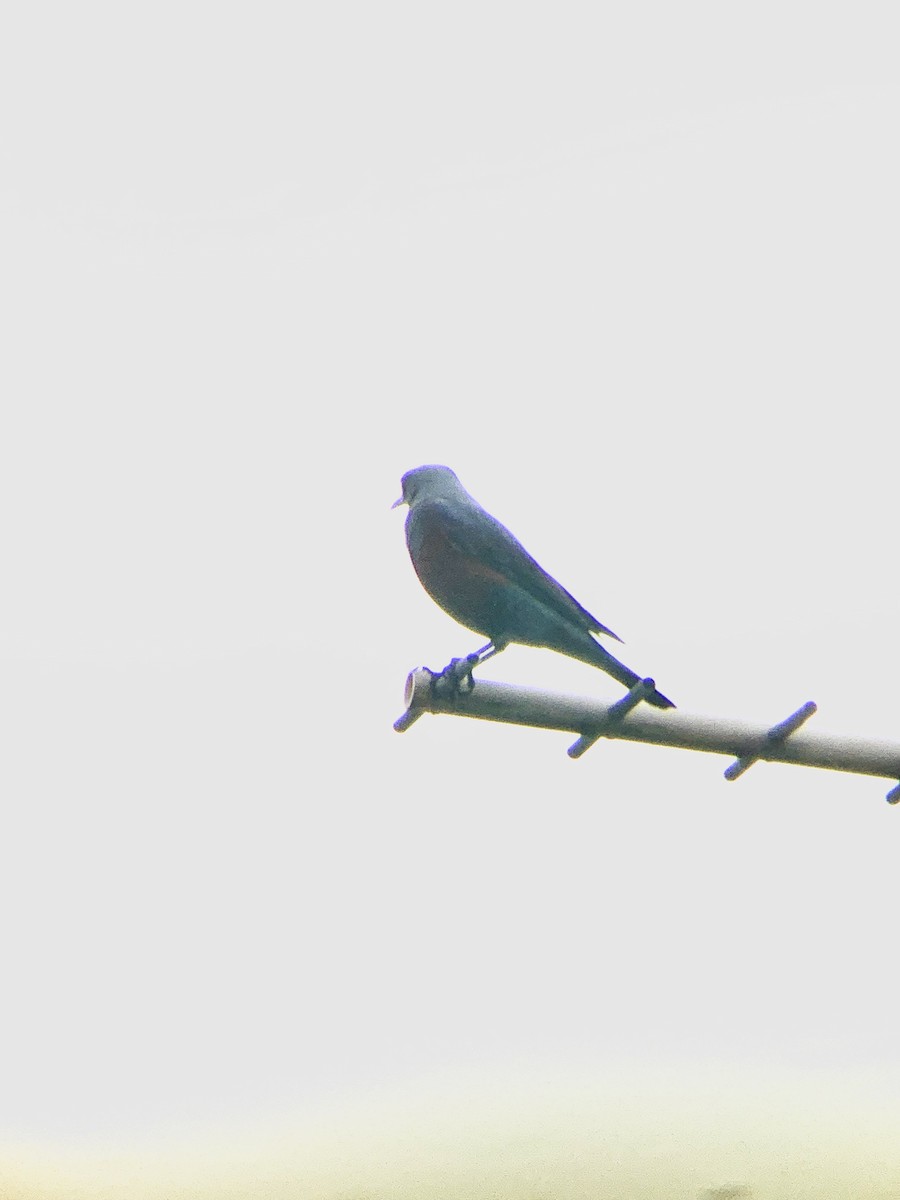 Blue Rock-Thrush (philippensis) - ML636056281
