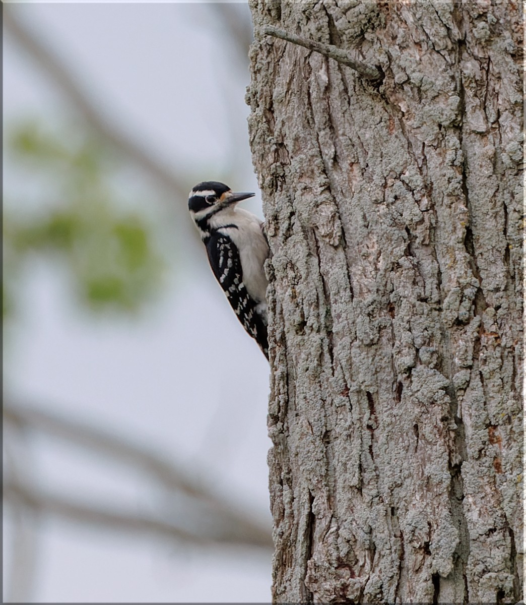 Hairy Woodpecker - ML636056311
