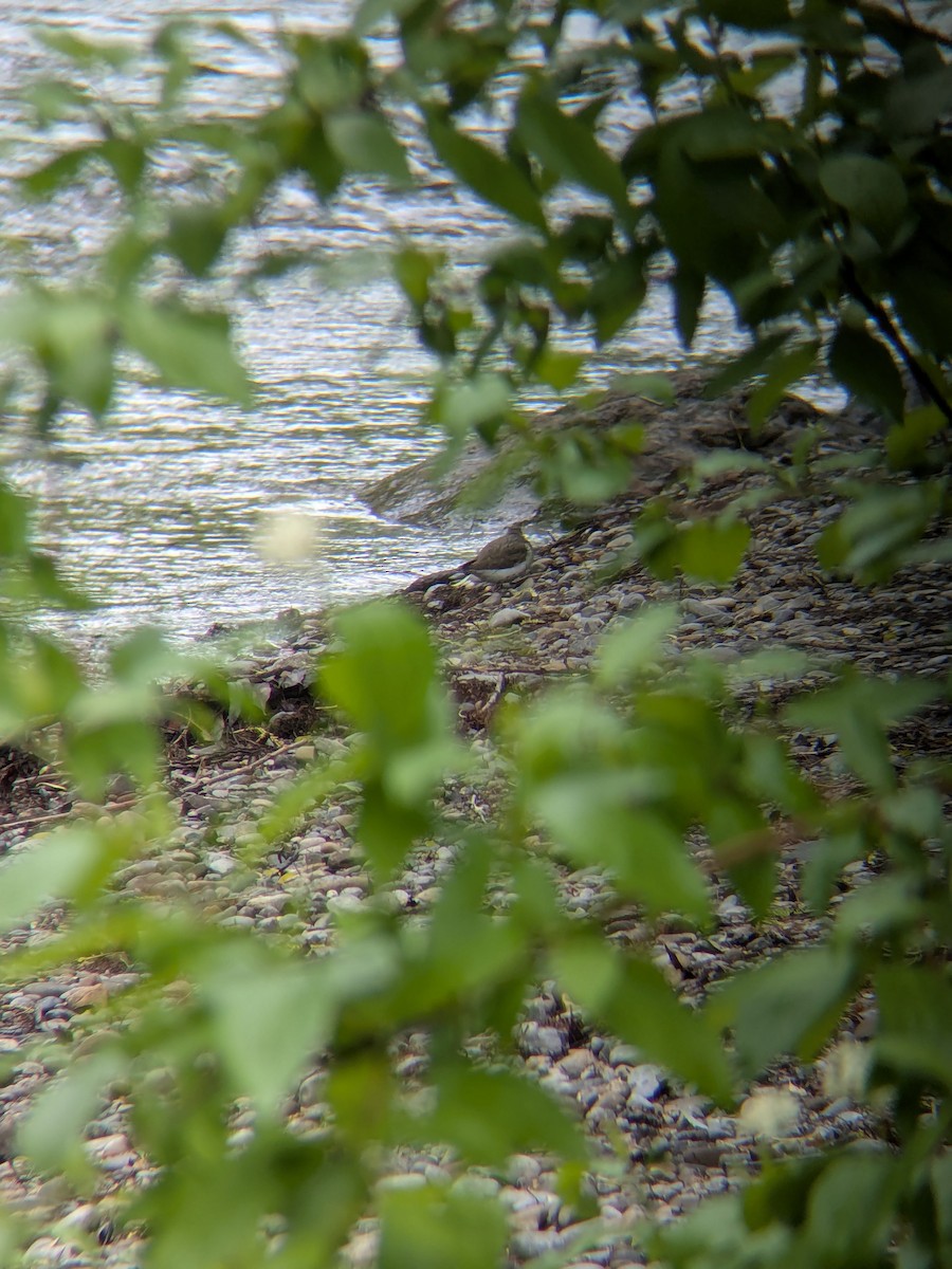 Spotted Sandpiper - ML636056336