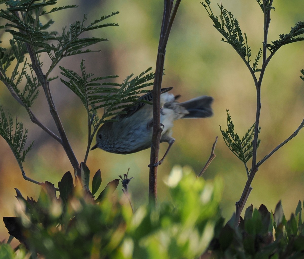 Striated Thornbill - ML636056499
