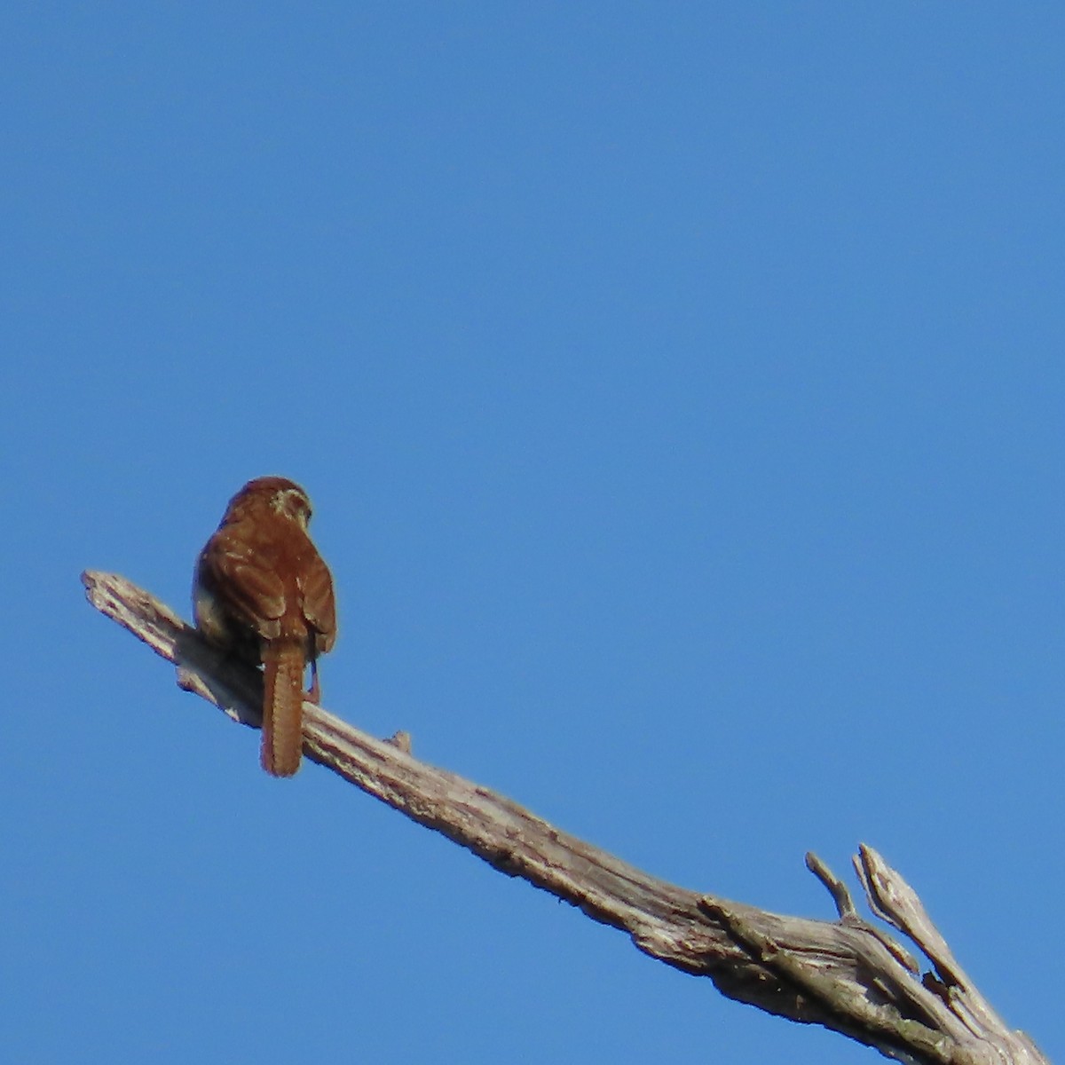 brunspottefugl - ML636056507