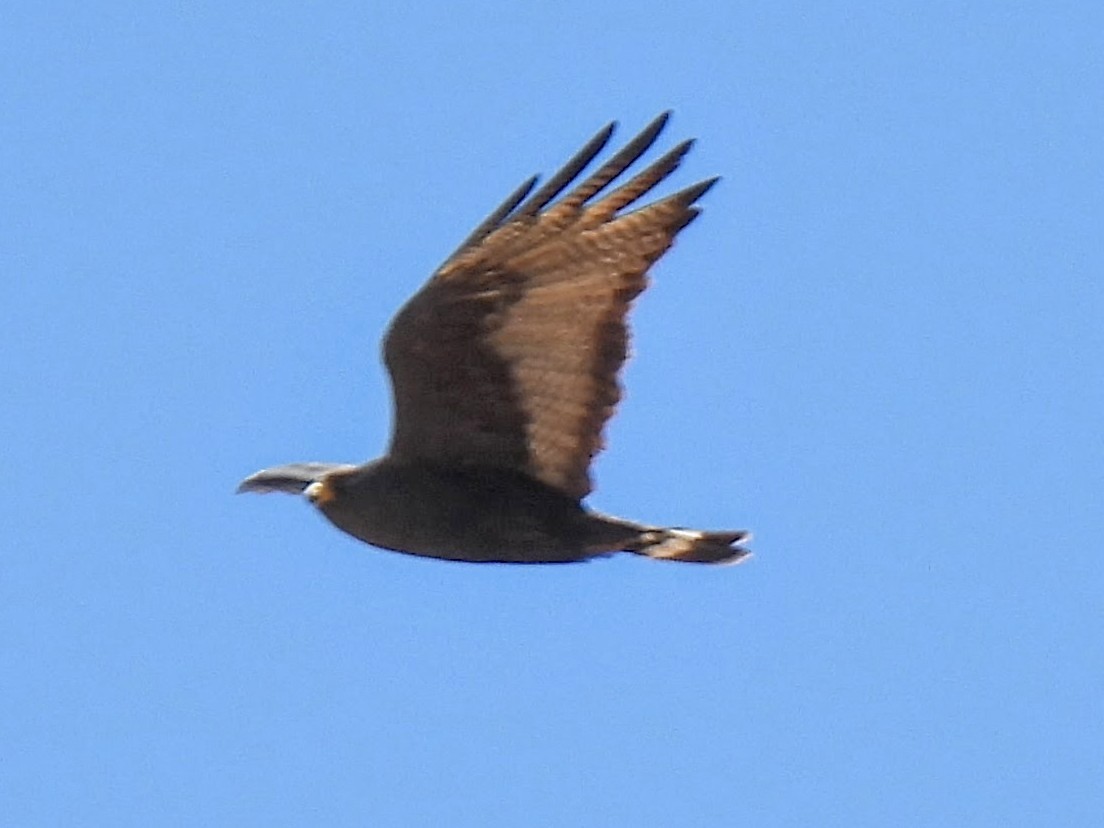 Zone-tailed Hawk - ML636056519