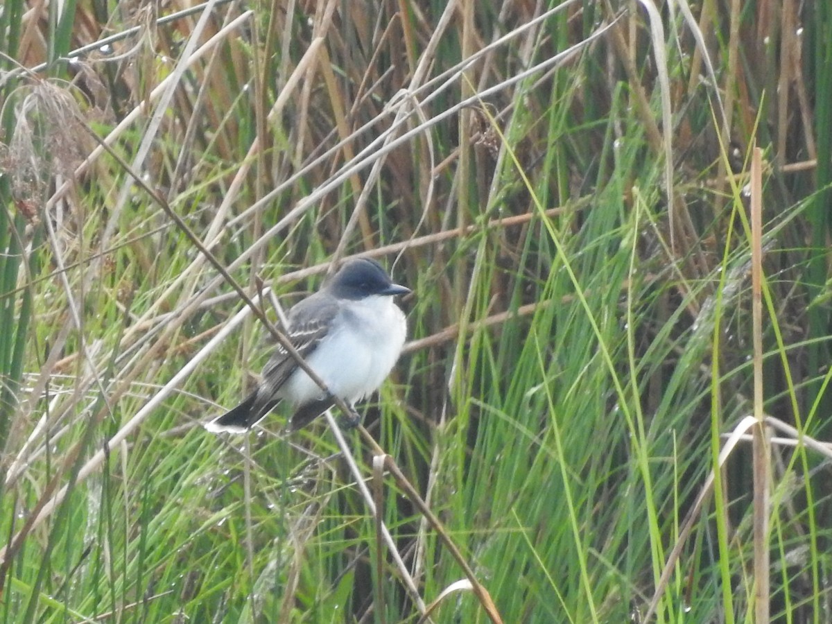 Eastern Kingbird - ML636056541
