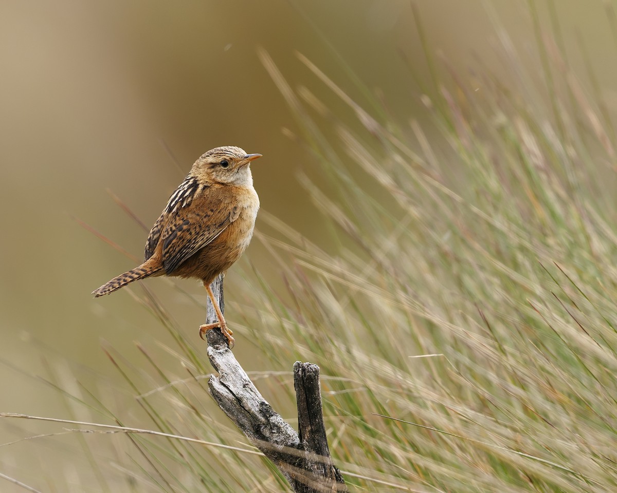 Grass Wren (Paramo) - ML636056546