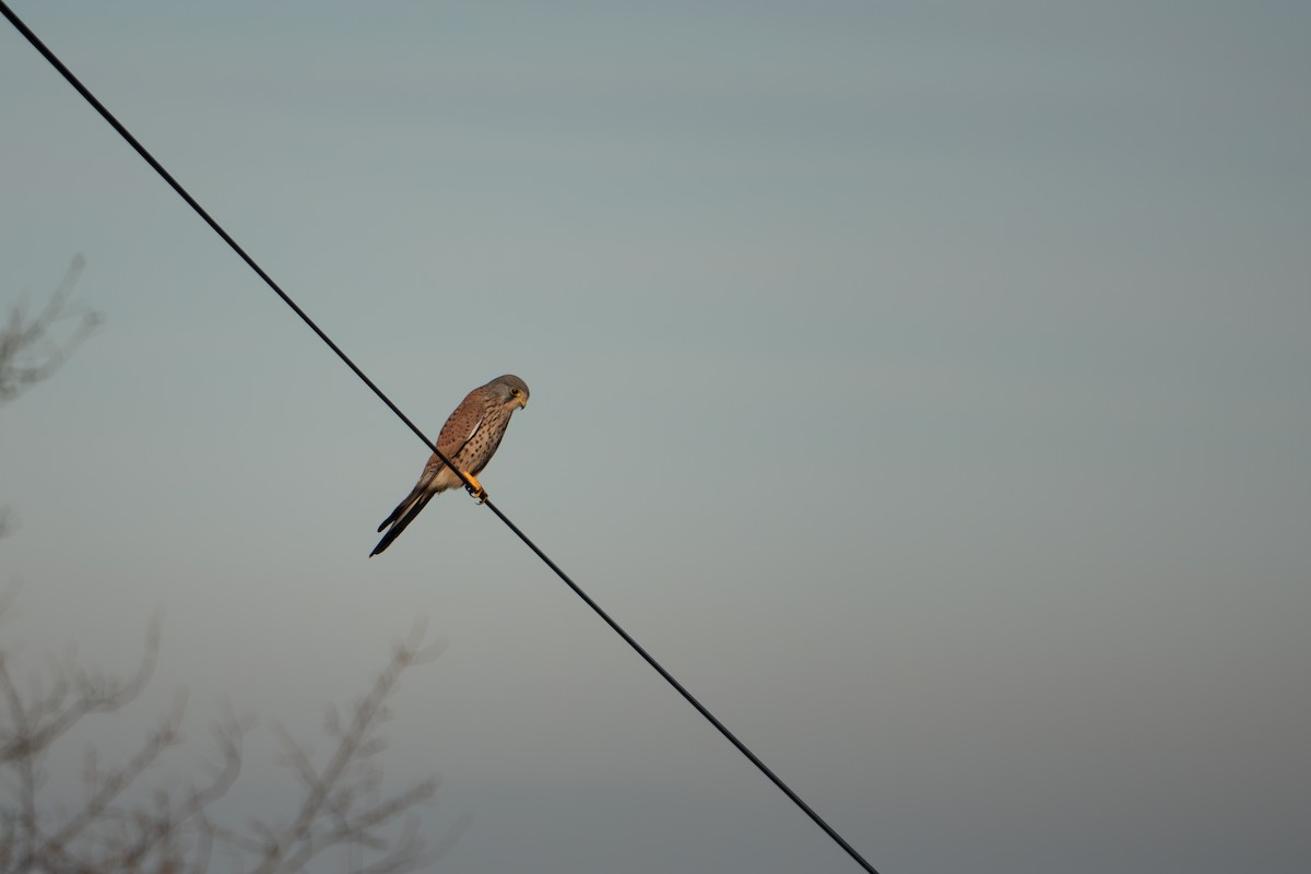 Turmfalke - ML636056583