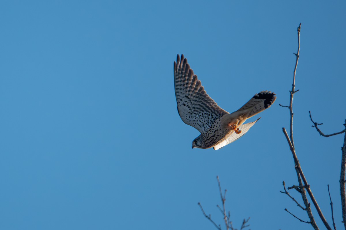Turmfalke - ML636056584
