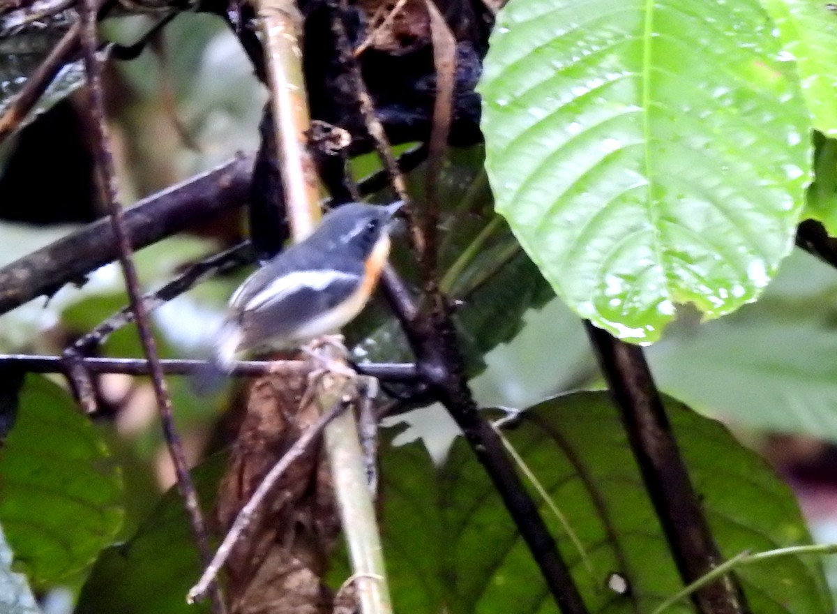 Rufous-chested Flycatcher - ML636056602