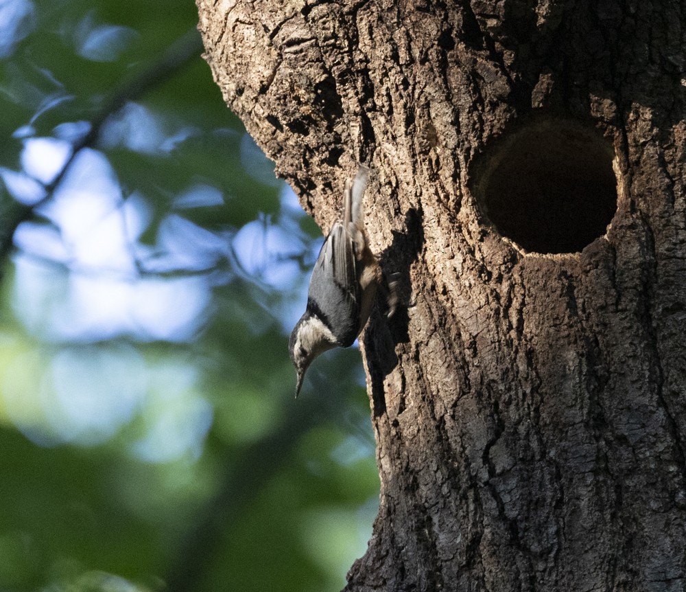 White-breasted Nuthatch - ML636056665
