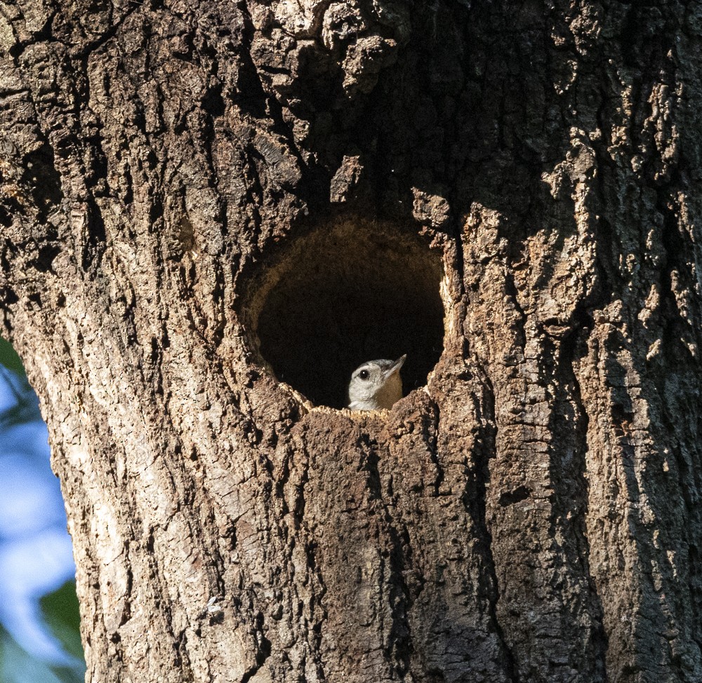 White-breasted Nuthatch - ML636056666